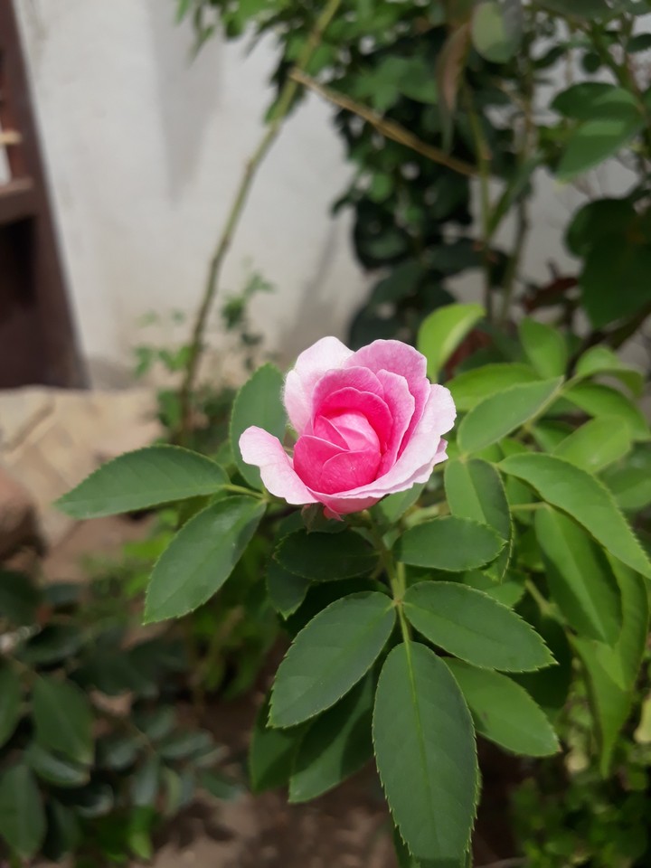 pink roses