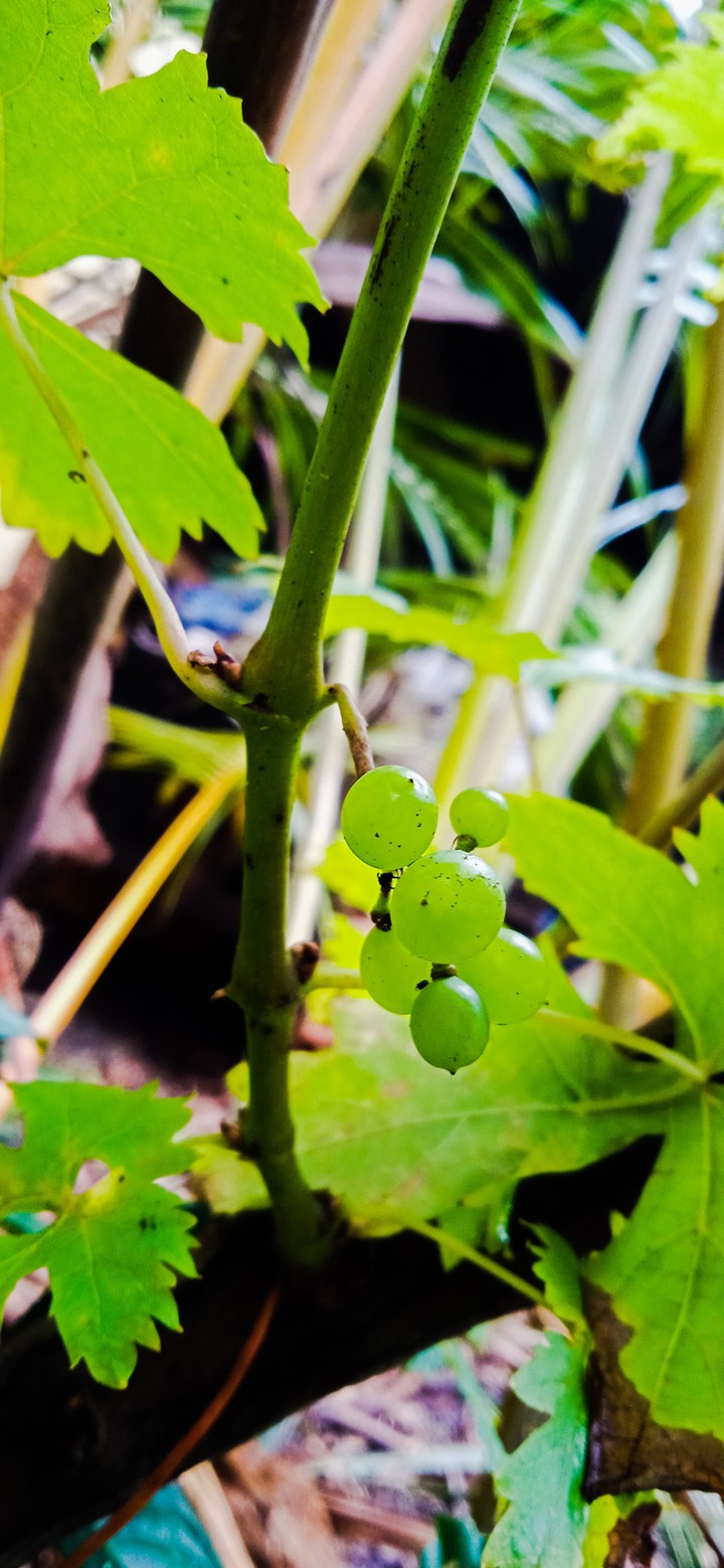 Grape vine