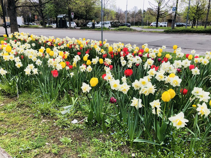 flowers