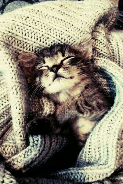 cat❤