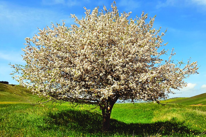 Spring