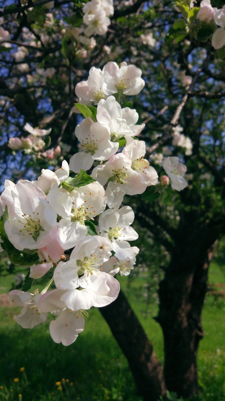 flowers on the apple tree