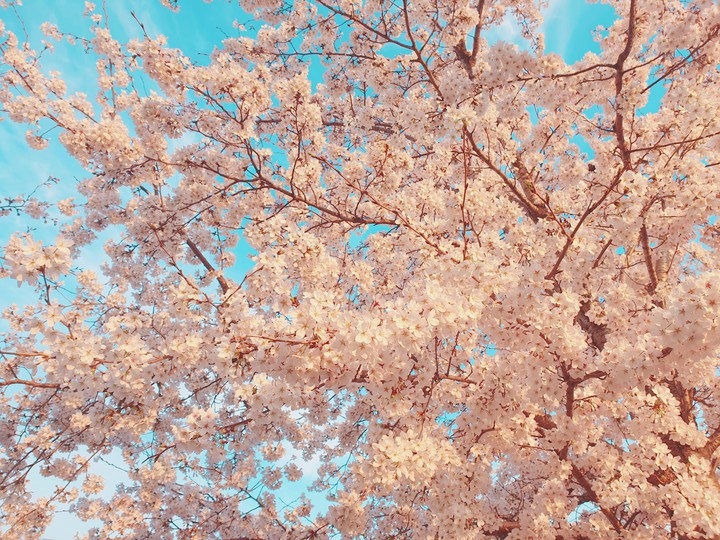 spring flower벚꽃