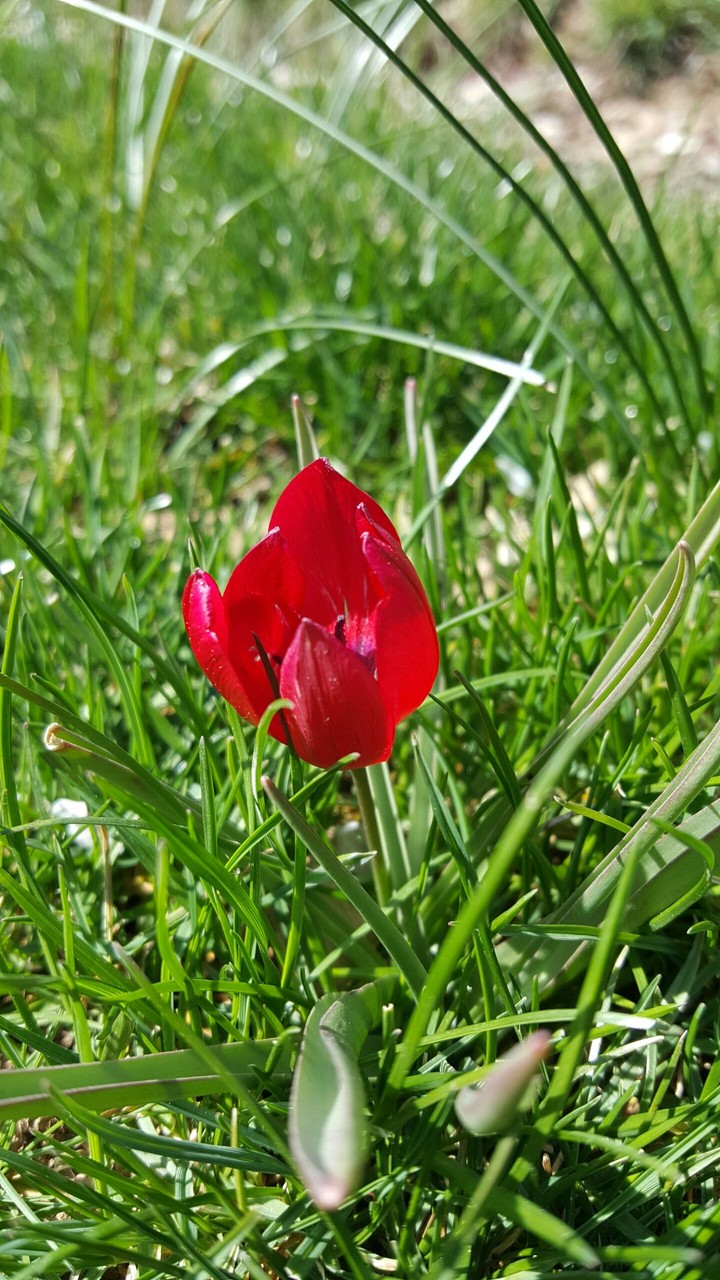 Red Flower