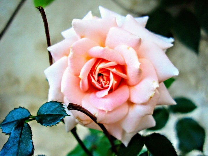 Rosa