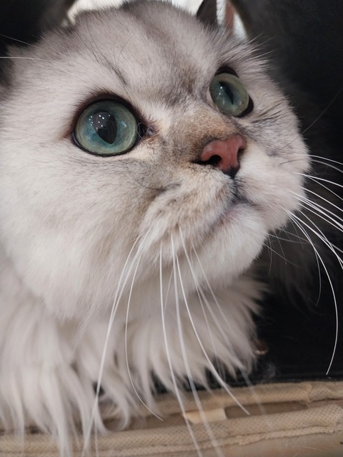 whiskers, snout वॉलपेपर