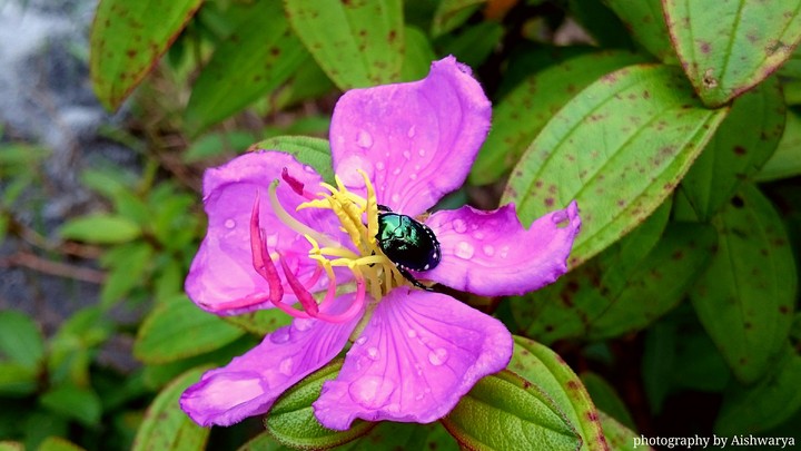 vibrancy