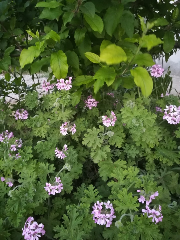 spring