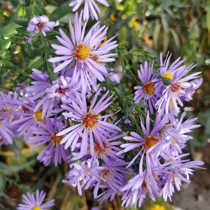 flower's