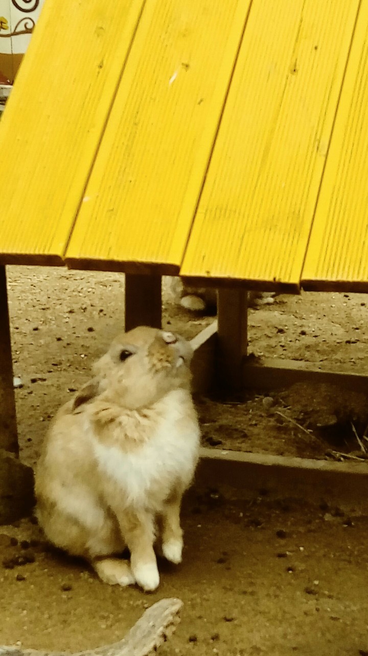 위를 보는 토끼