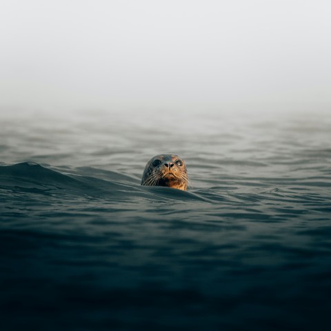 sfondi Fluid, sea