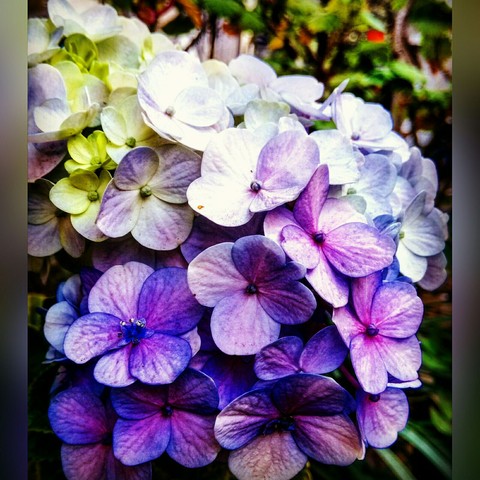 Hydrangea.