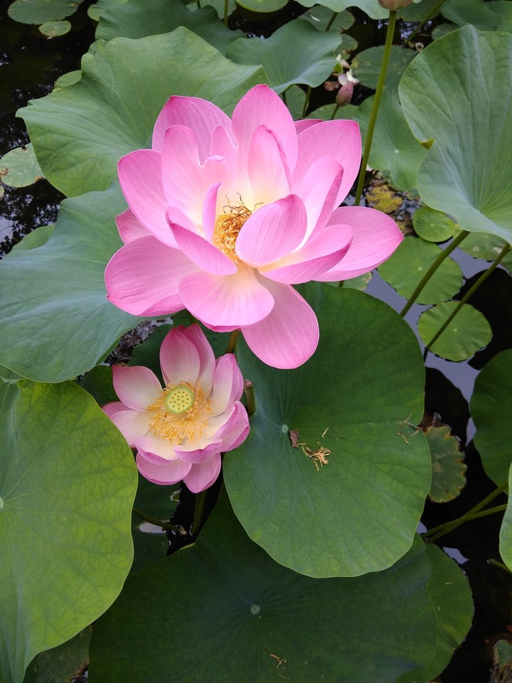 lotus