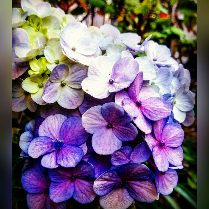 Hydrangea.