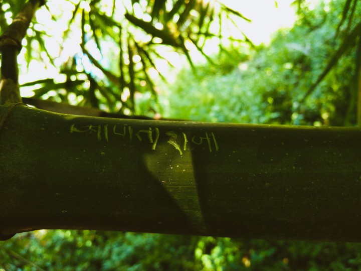 bamboo
