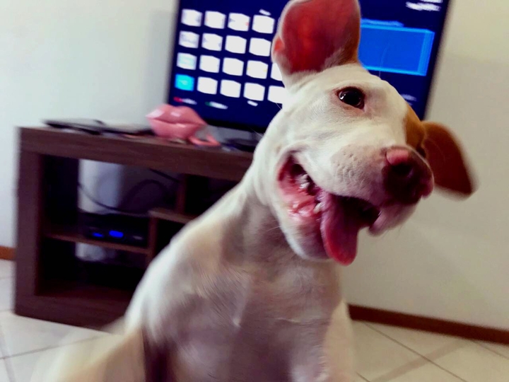 pipoca
