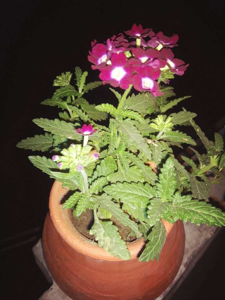 winter blossom
