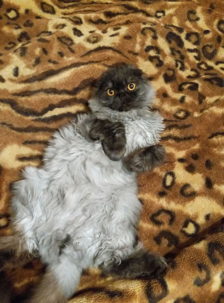 без кота жизнь не та