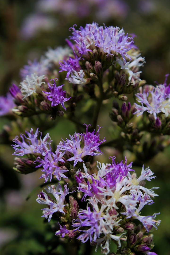 wild flowers