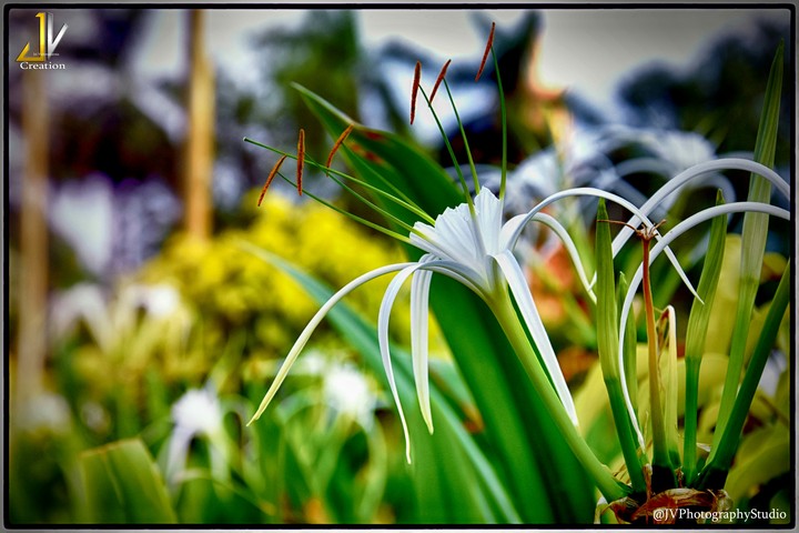 one must have sunshine, freedom, and a little flower.