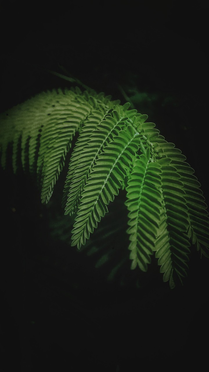 be-leaves