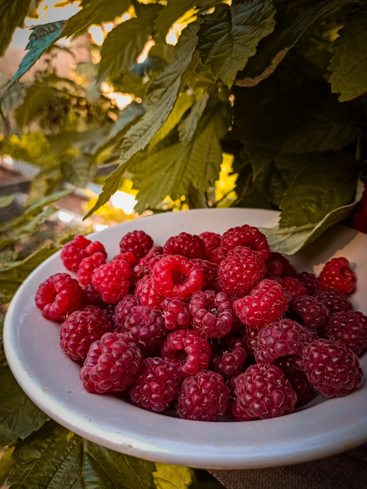 малина