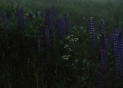 evening, wildflower壁紙
