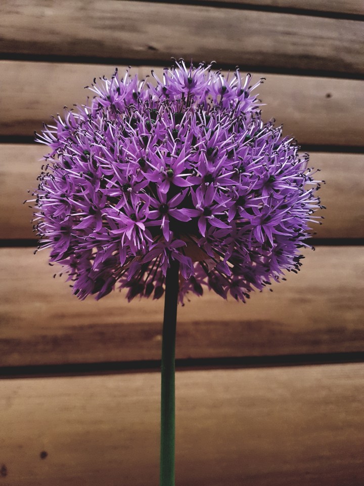 flower.