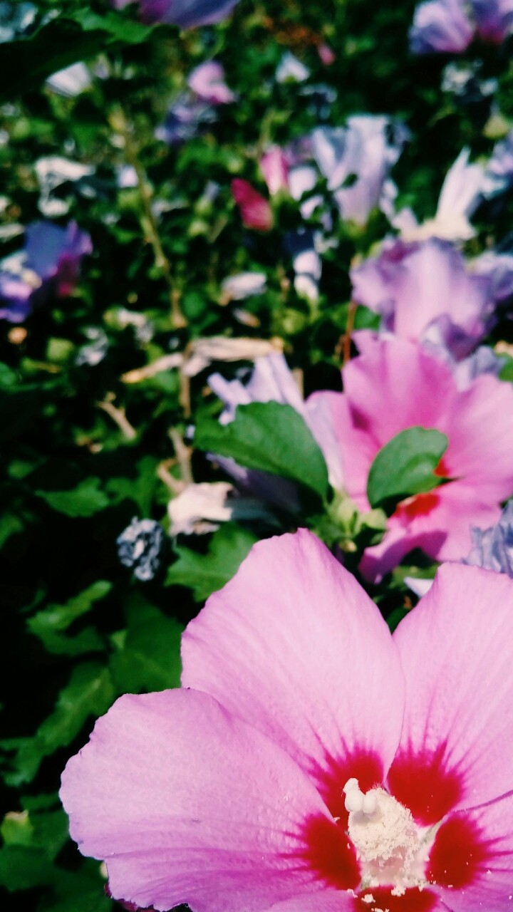 pink