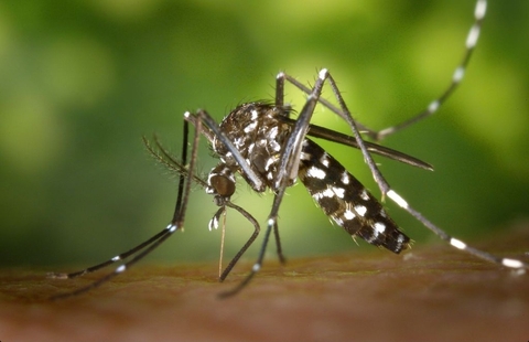 insect, Fluid háttérképek