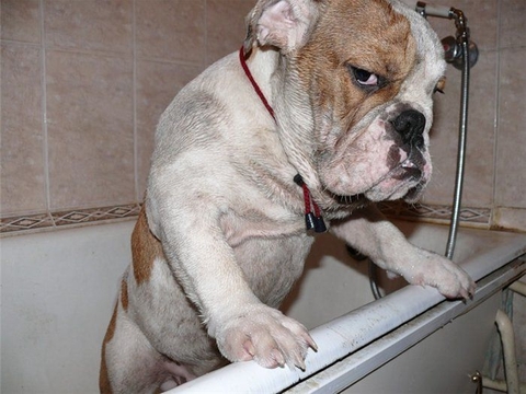 no me quiero bañar
