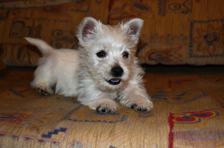 puppy Dafi