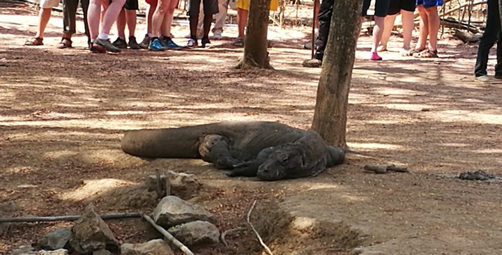Komodo dragon