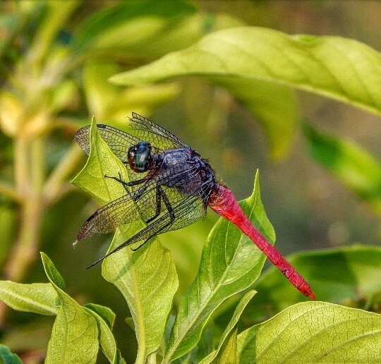 Dragon Fly
