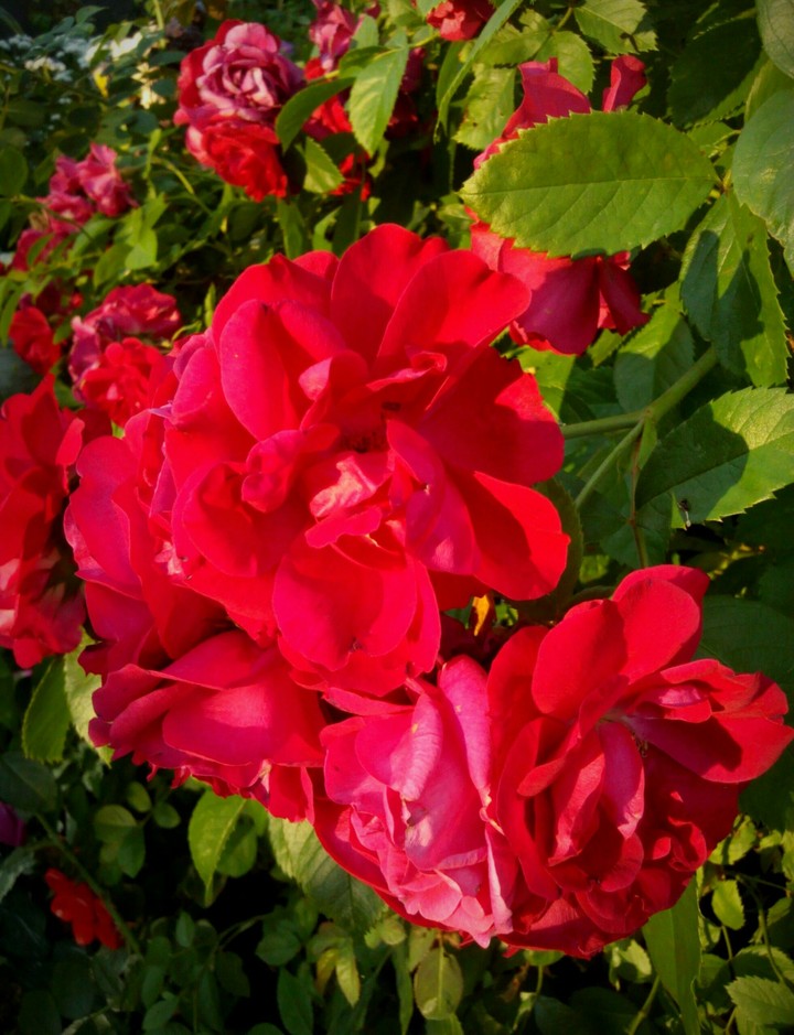red rose