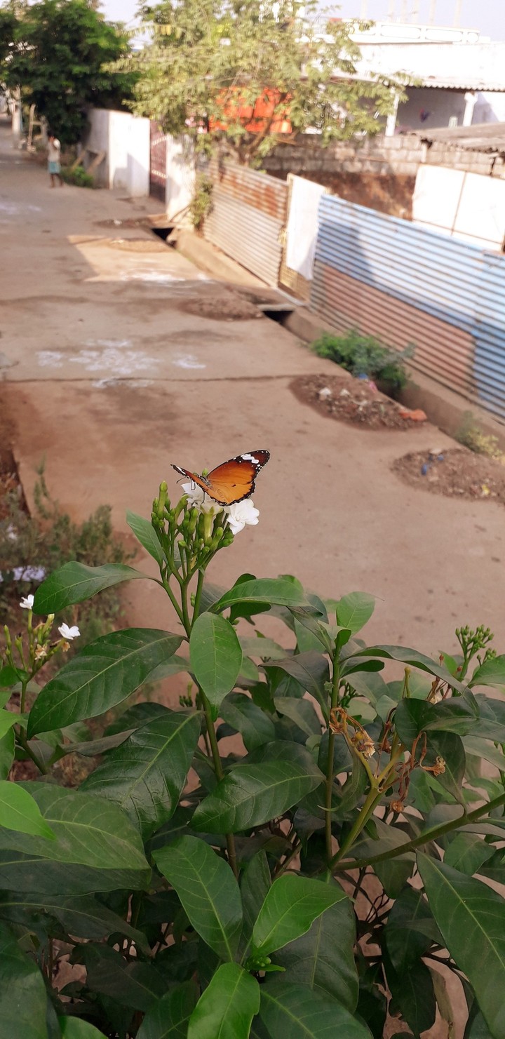 my click