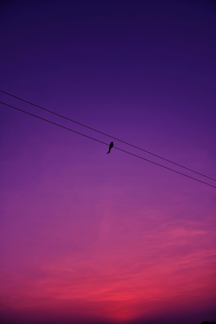 Bird