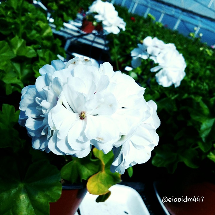 White Flower