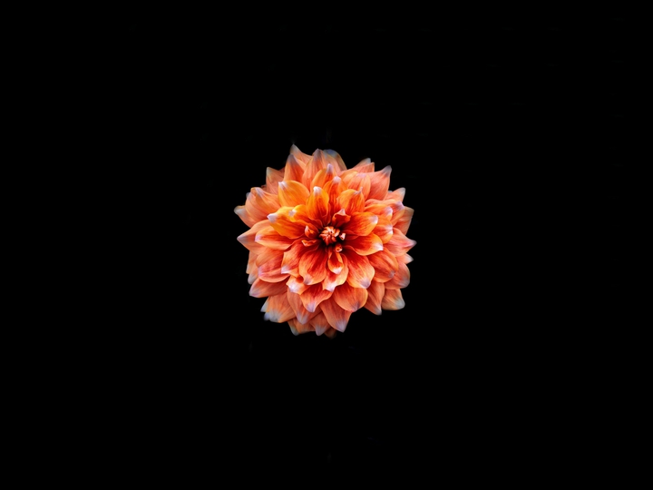 amoled flower