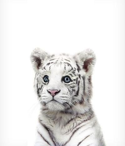 Wild animals