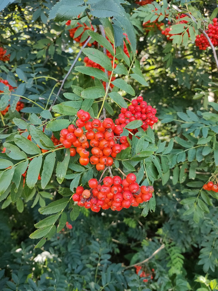 natuur