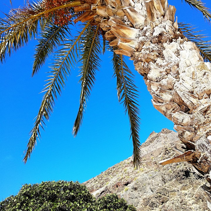 palm tree