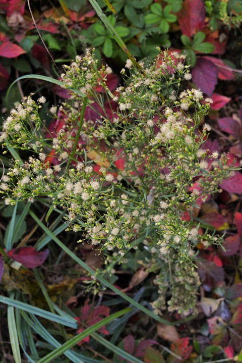 Winter flowers