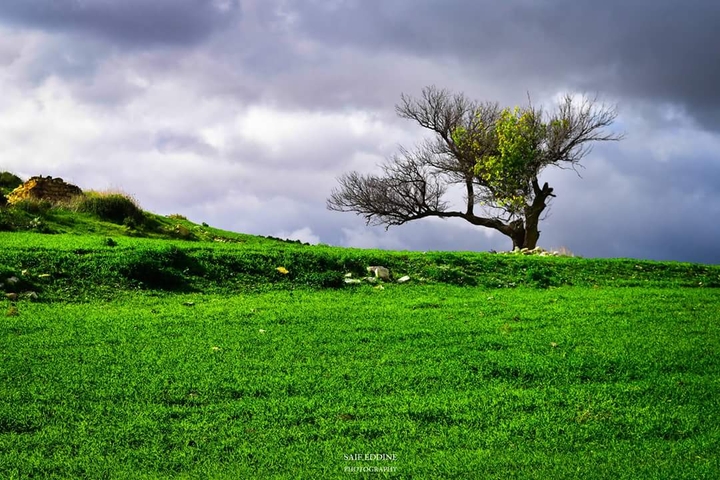nature de Tebessa 2