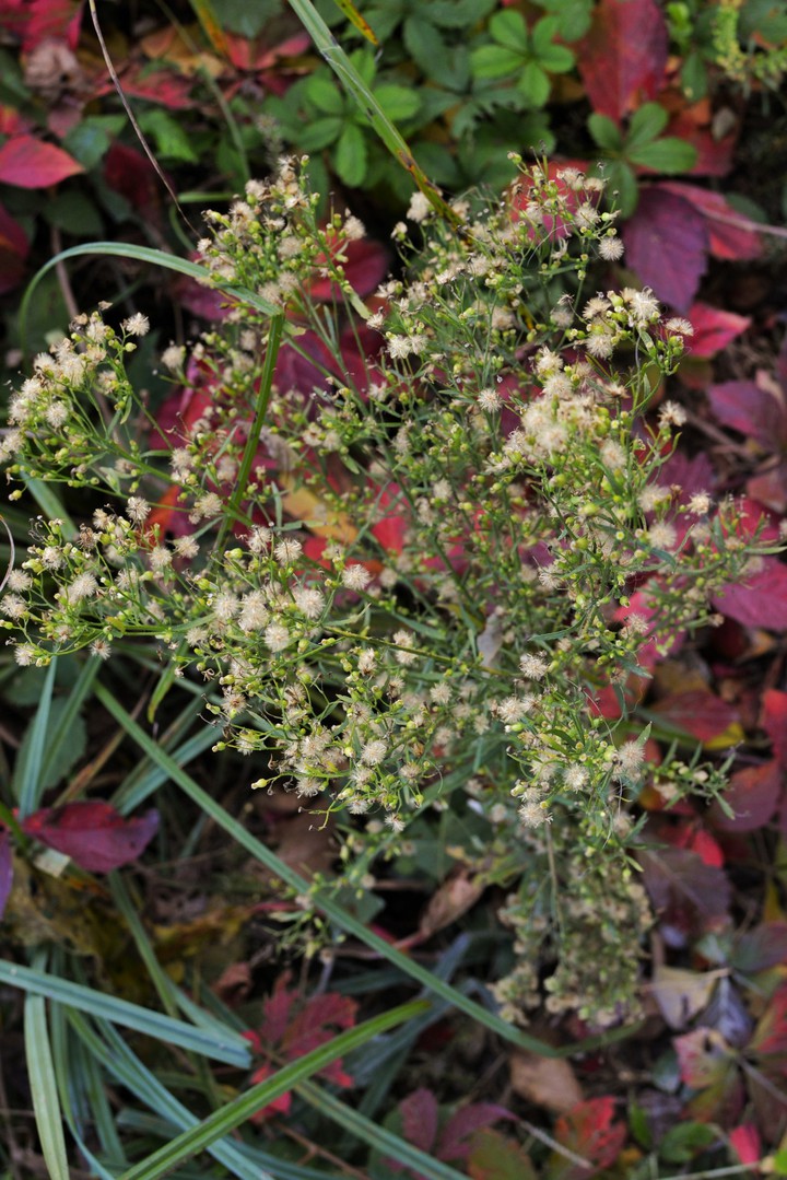 Winter flowers