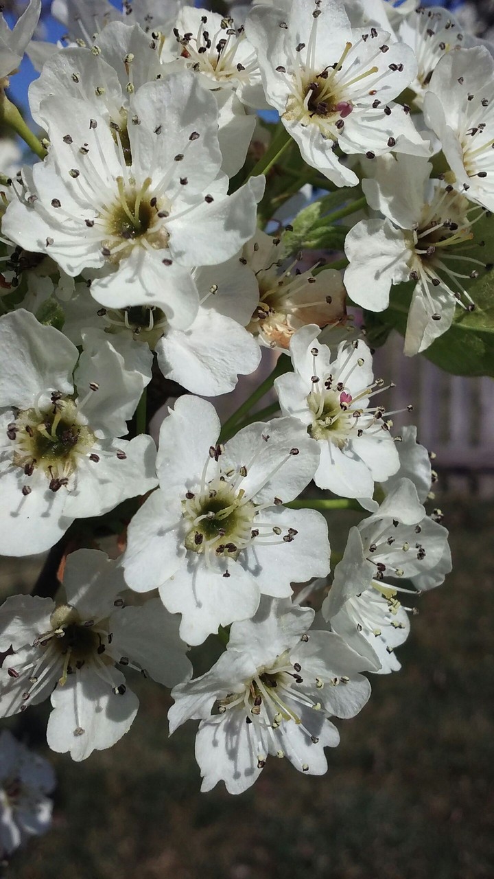 pear tree blooms