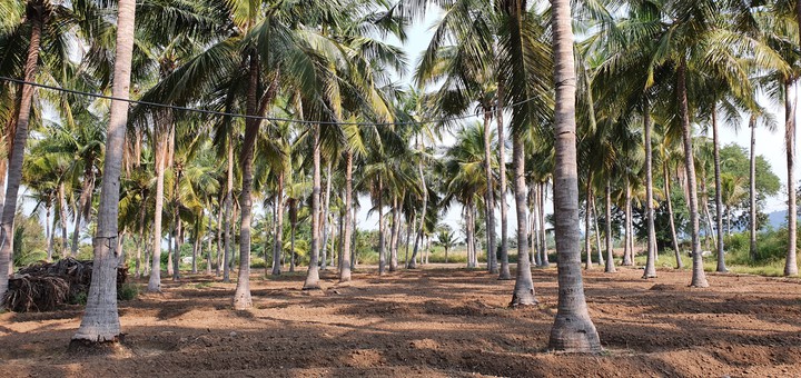 coconut