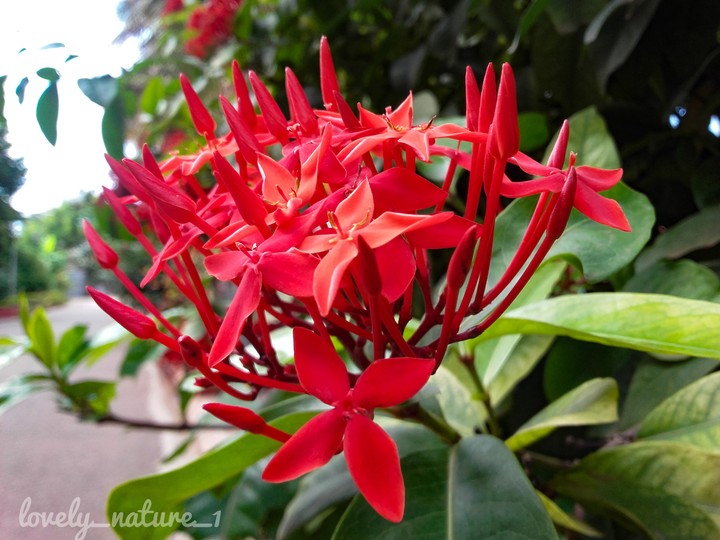Flowers