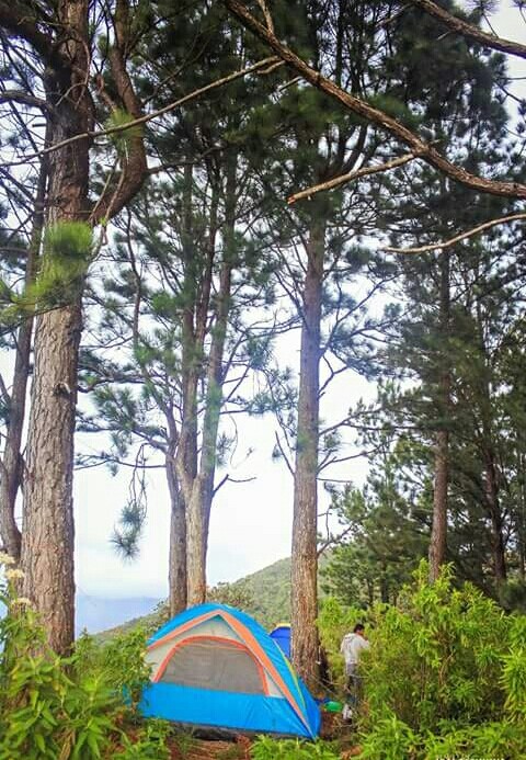 Forest .....