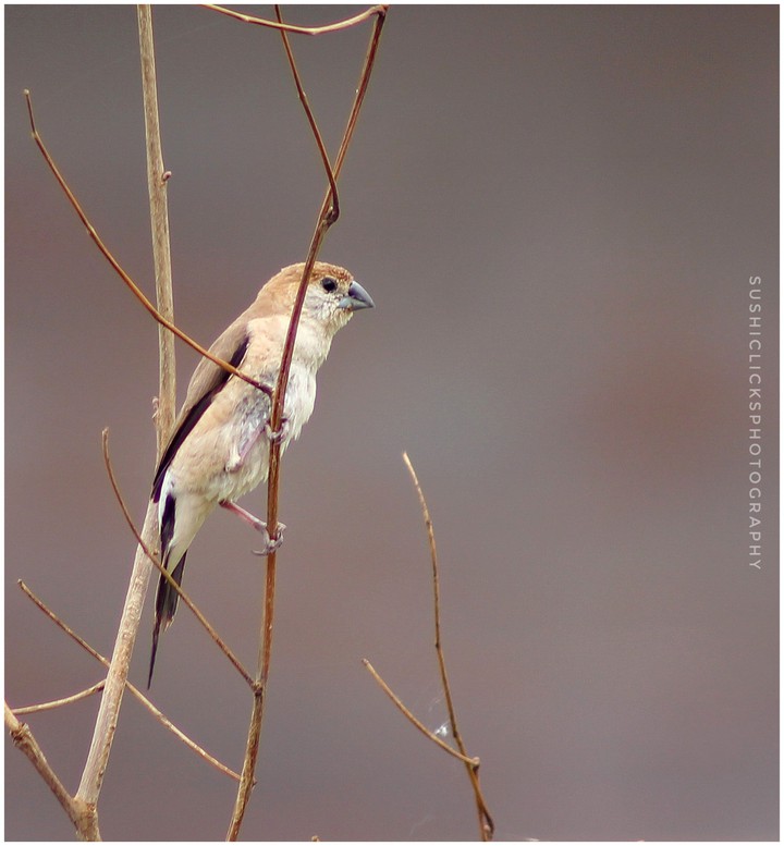 Indian Silverbill